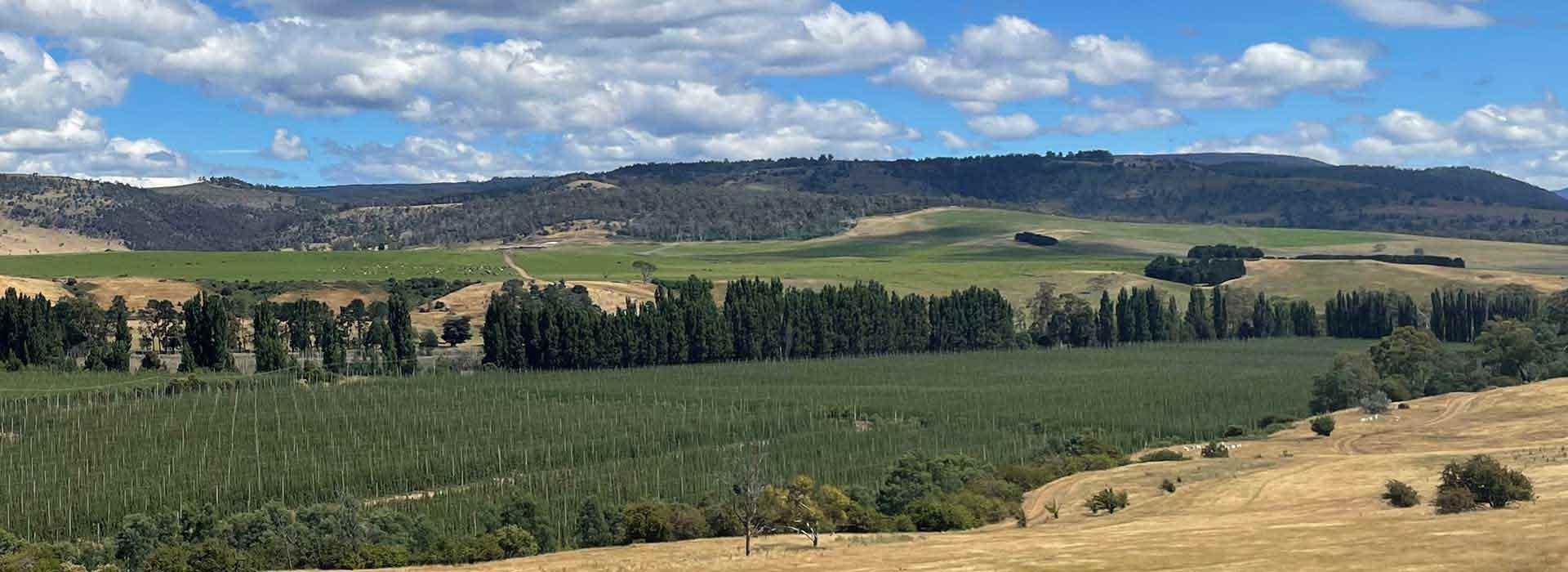Landscape view of tree-covered hills, green fields and rows of hops bushes on a hops farm 